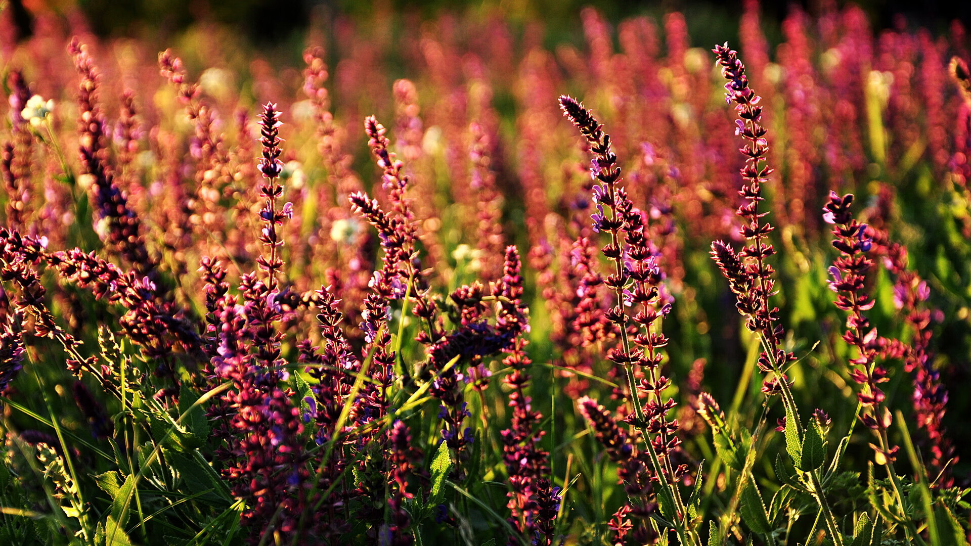 塞内加尔男篮在非洲锦标赛中奋战到底,冲击荣誉,塞内加尔足球队非洲排名