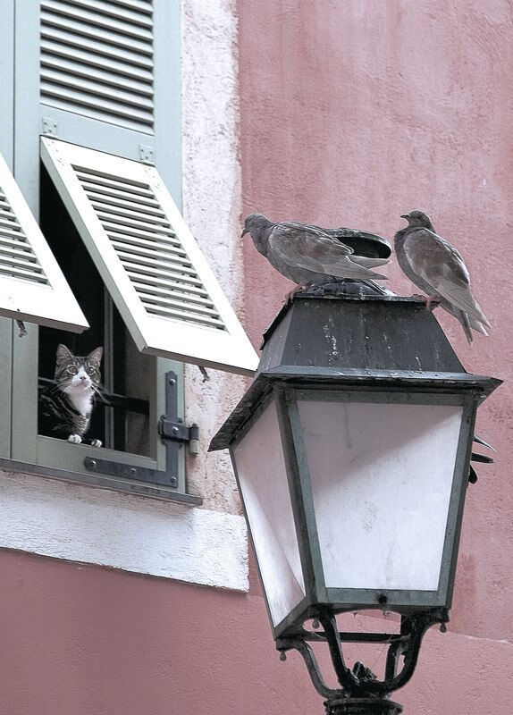 巴西青训不断升级,足球新星源源不断涌现