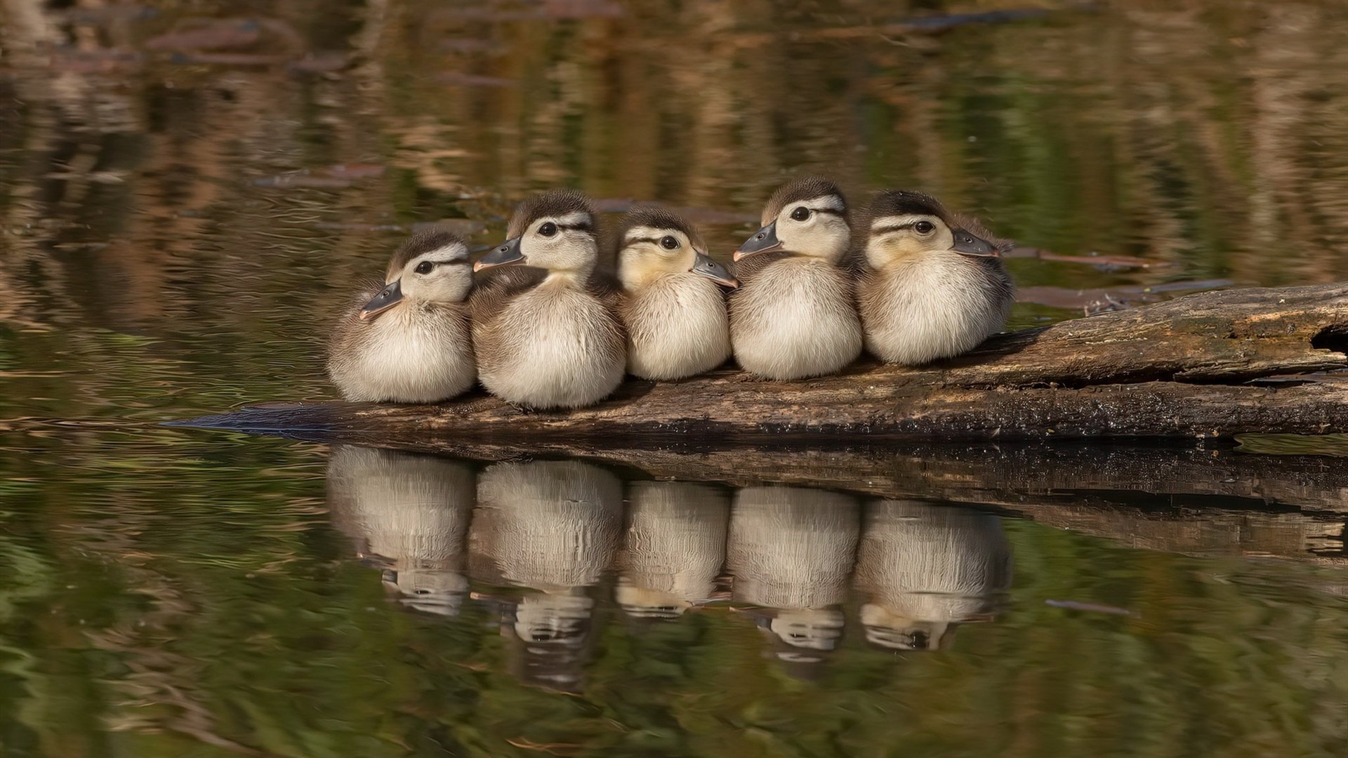 德甲经典赛事:攻守转换中不断创造奇迹,德甲intro